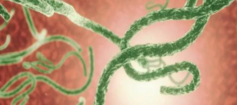 microorganisms 
